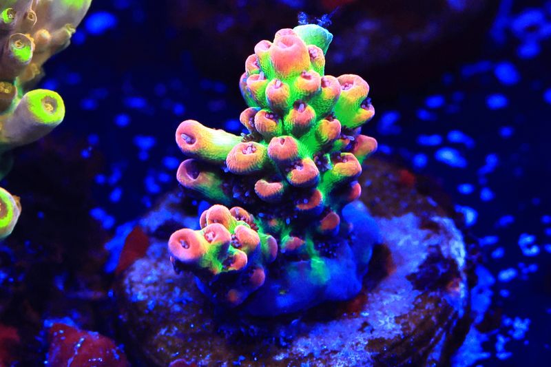 Strawberry Shortcake Acropora WYSIWYG Strawberry Shortcake Acropora WYSIWYG
