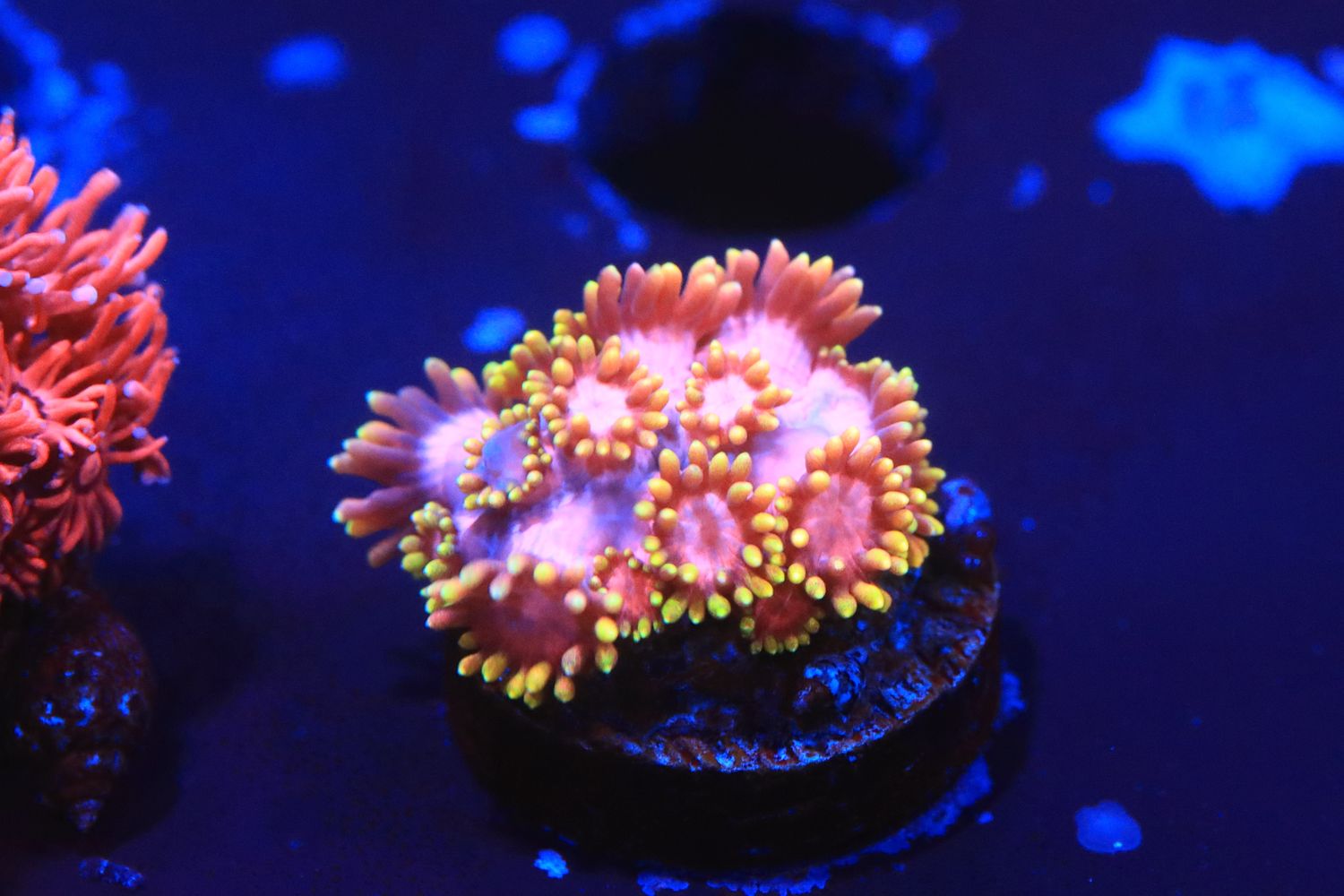 Aurora Flare goniopora
