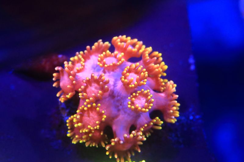 Aurora Flare goniopora