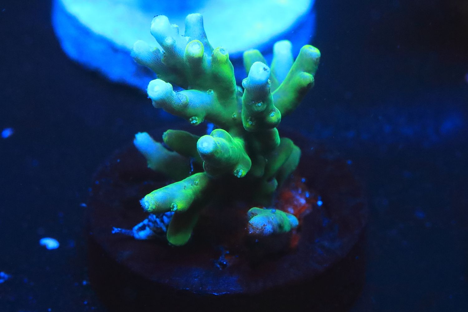 Green dragon Acro
