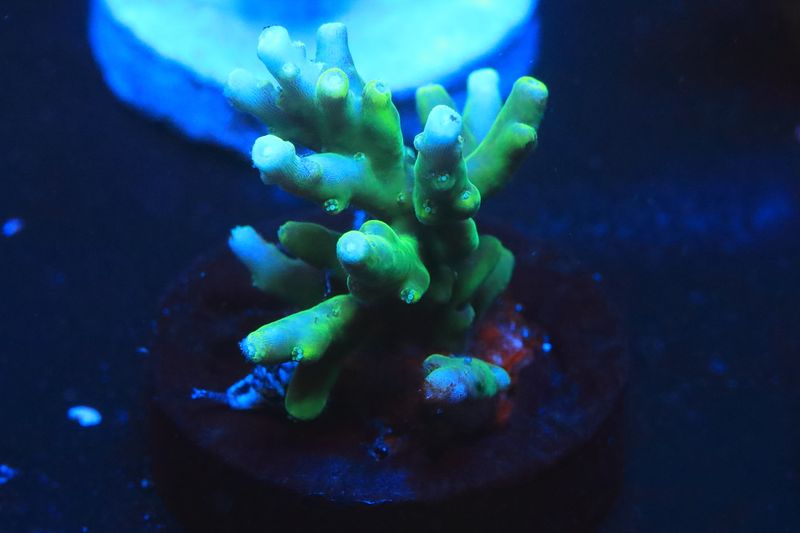 Green dragon Acro