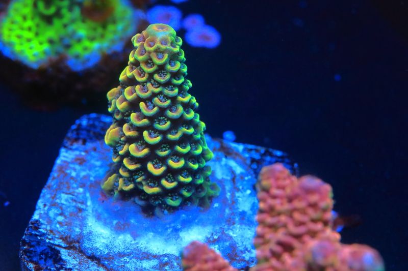 Golden Spathulata WYSIWYG