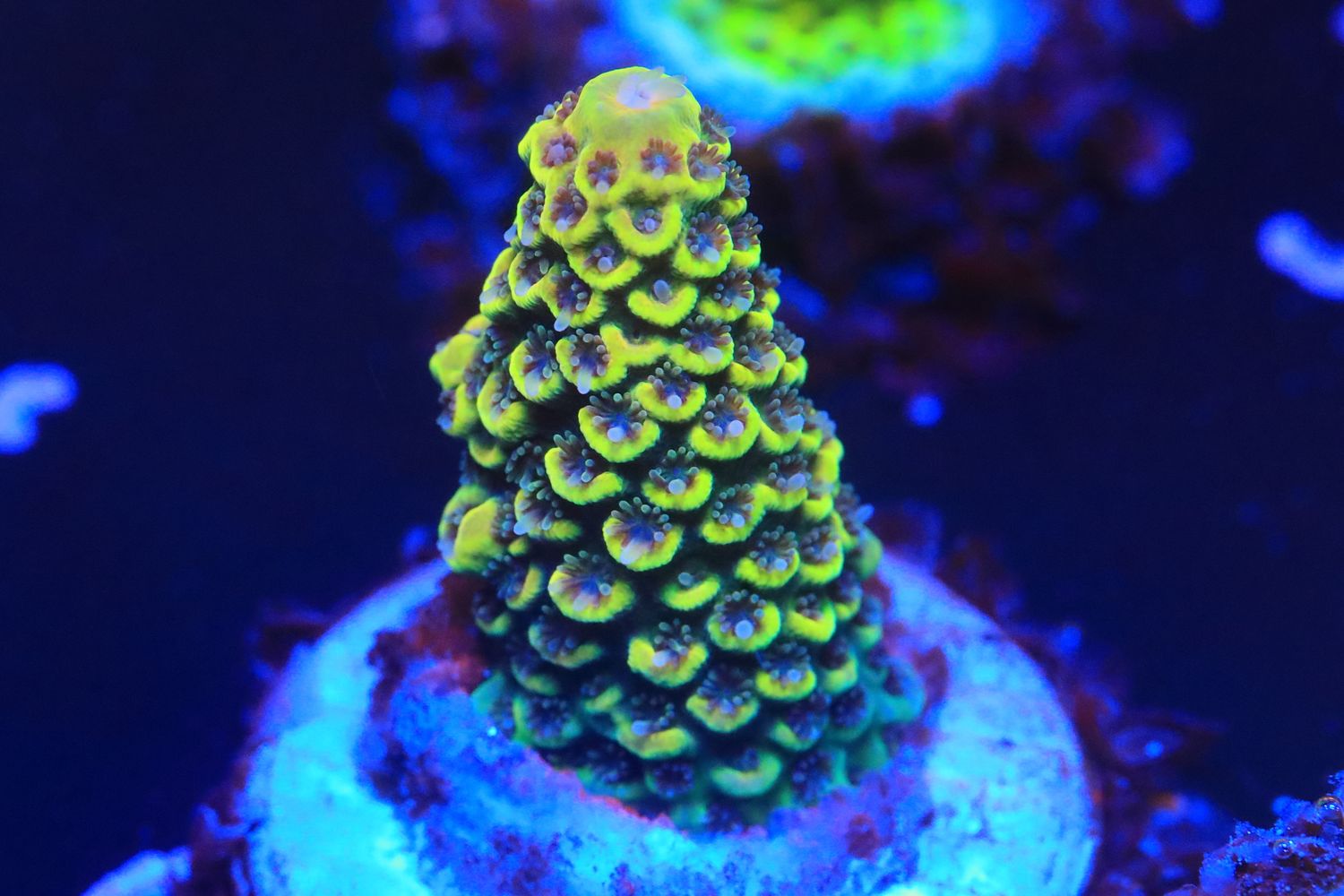 Golden Spathulata WYSIWYG