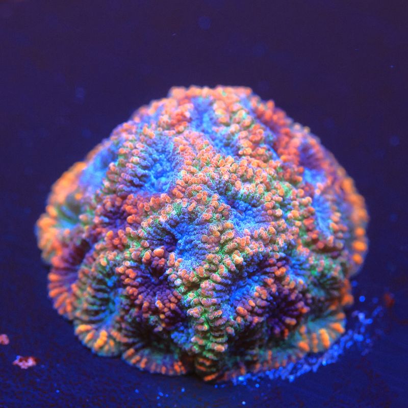 Ludicrous Goniastrea WYSIWYG