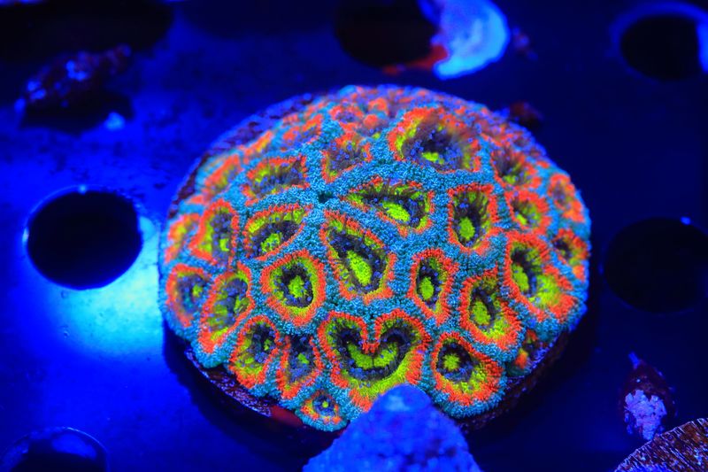 Holy Grail Micromussa Broodstock colony Large WYSIWYG