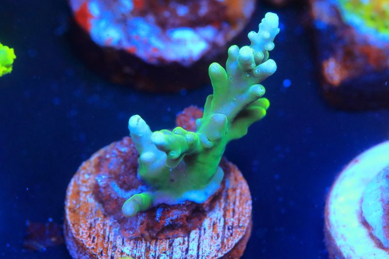 Green Dragon Acropora WYSIWYG