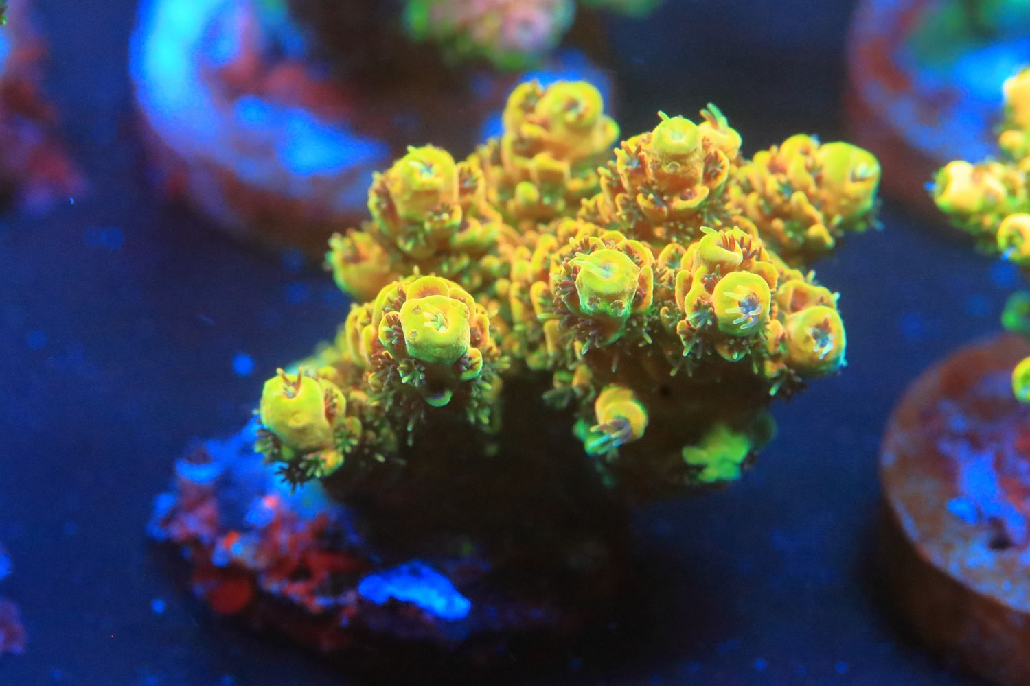 Gold Britannia Acropora WYSIWYG