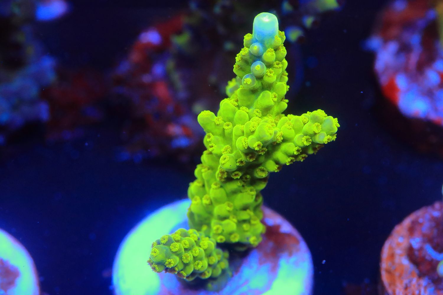Blue tip Slime Monster Acropora WYSIWYG Blue tip Slime Monster Acropora WYSIWYG