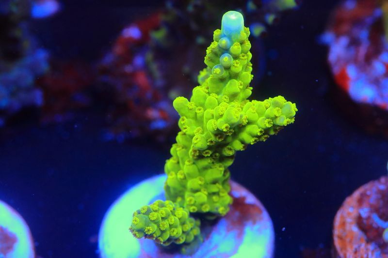Blue tip Slime Monster Acropora WYSIWYG