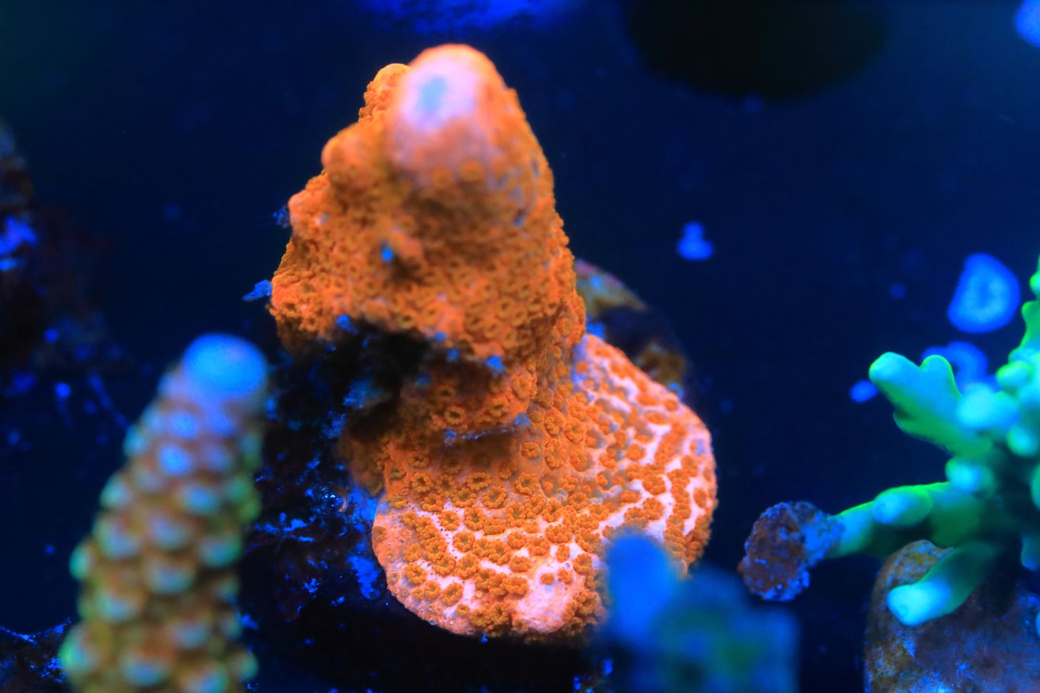 Bright Orange Branching Monti (similar to Monti digitata) Bright Orange Branching Monti (similar to Monti digitata)