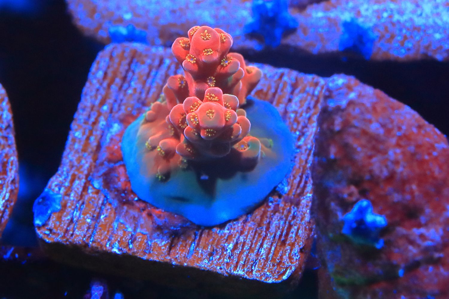 Flamethrower Acropora WYSIWYG Flamethrower Acropora WYSIWYG