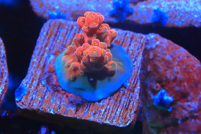 Flamethrower Acropora WYSIWYG