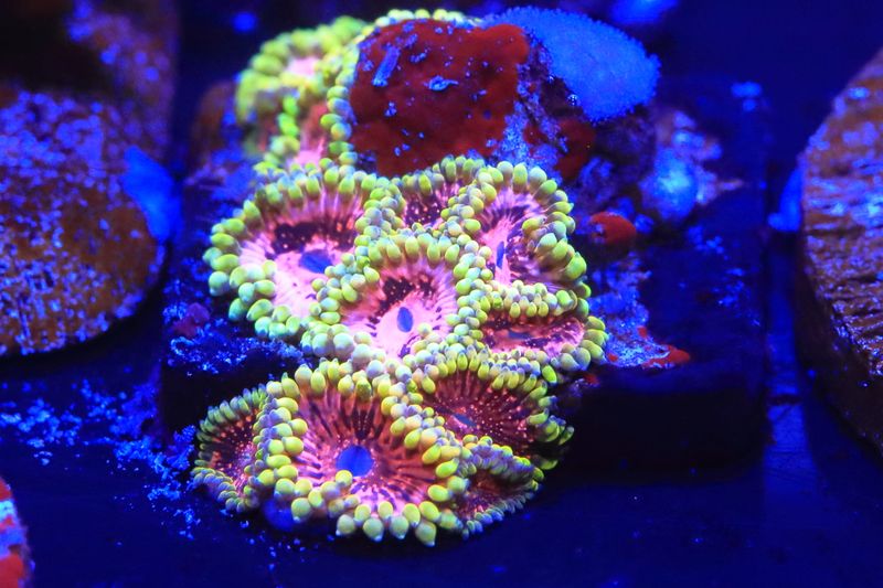 Pink Diamond Zoas  WYSIWYG