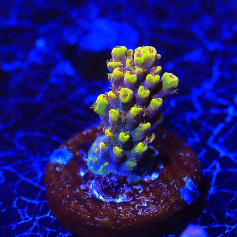 Wolverine Acropora WYSIWYG
