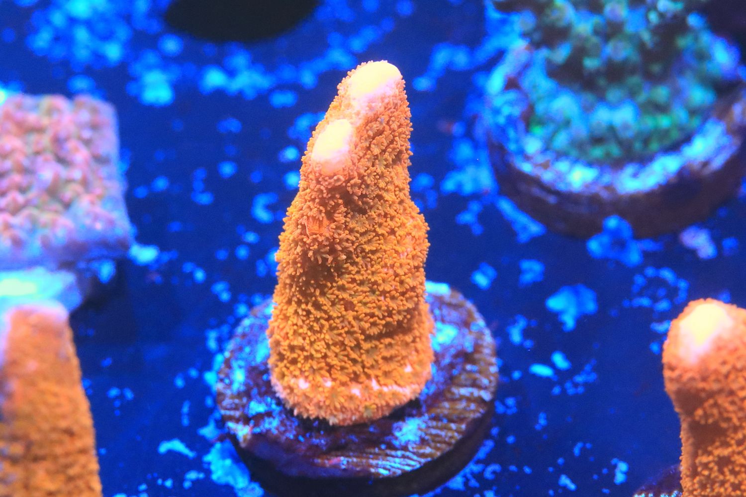 Bright orange branching monti - small frag Bright orange branching monti - small frag