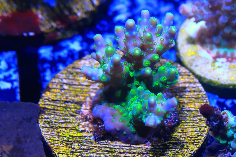 Smurf Boogers acro - WYSIWYG