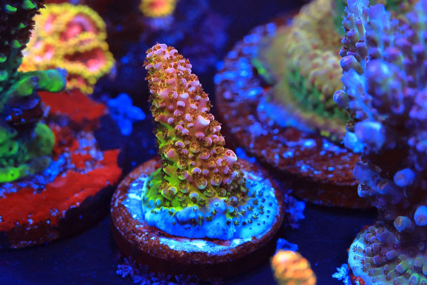 General Gogol Acropora WYSIWYG General Gogol Acropora WYSIWYG