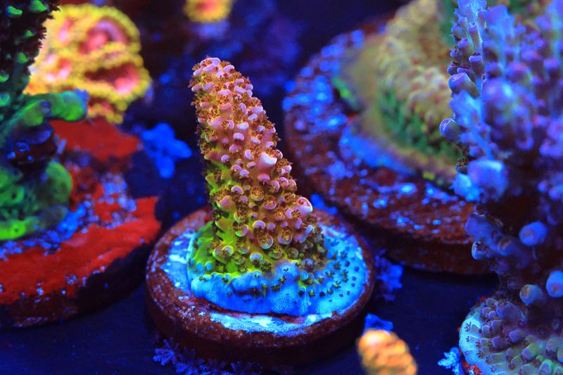 General Gogol Acropora WYSIWYG General Gogol Acropora WYSIWYG