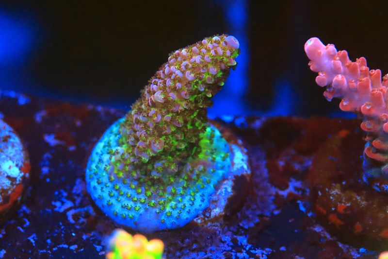 General Gogol Acropora WYSIWYG