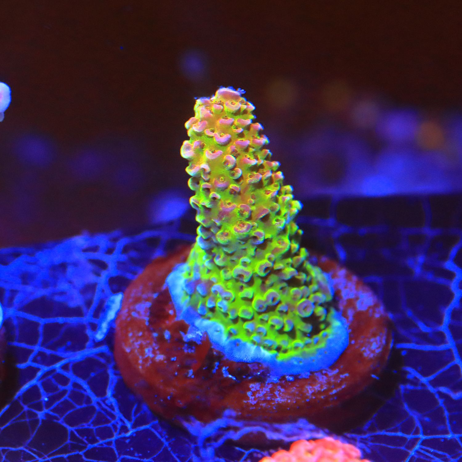 General Gogol Acropora WYSIWYG General Gogol Acropora WYSIWYG