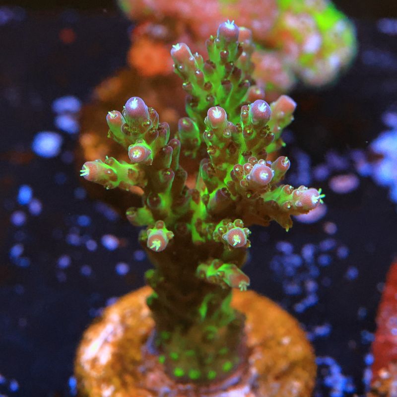 Pink tip acropora WYSIWYG