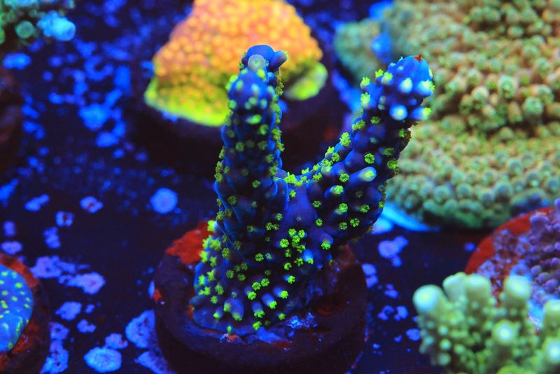Bonsai Acro WYSIWYG