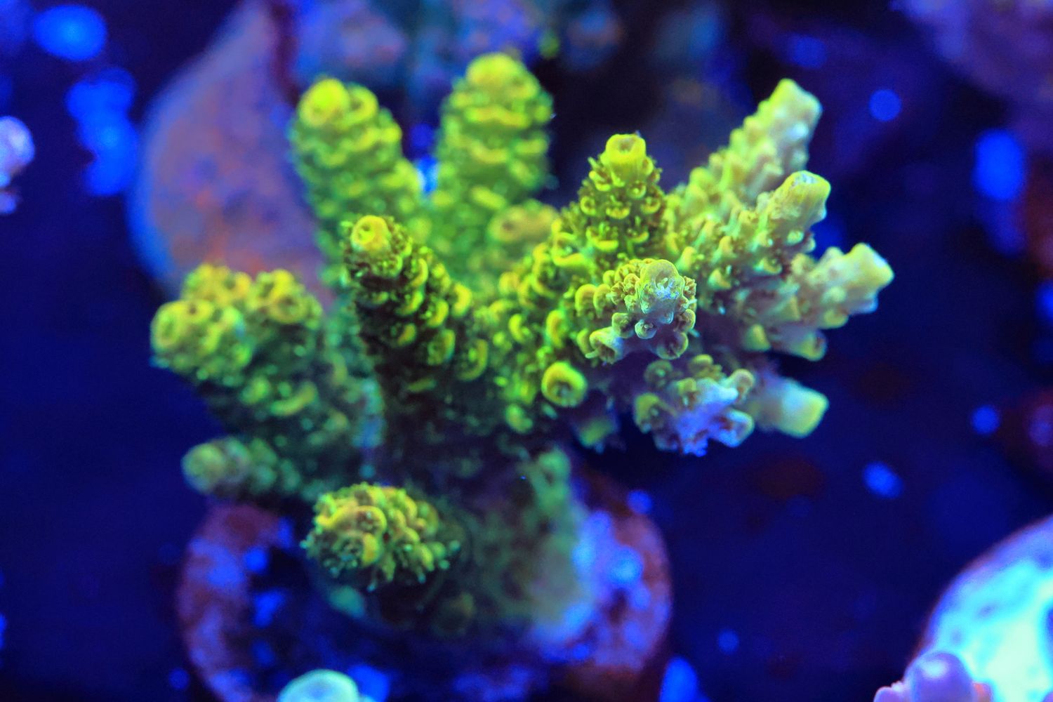 Yellow Green tabling Acro WYSIWYG Yellow Green tabling Acro WYSIWYG