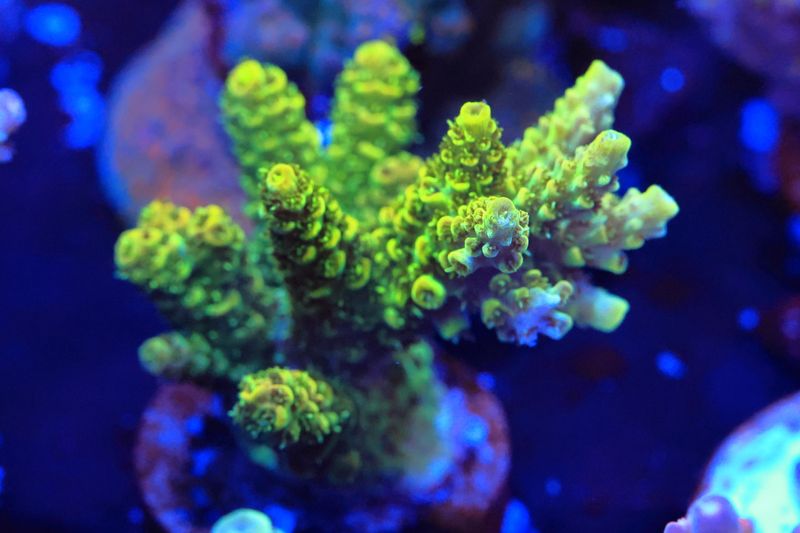 Yellow Green tabling Acro WYSIWYG