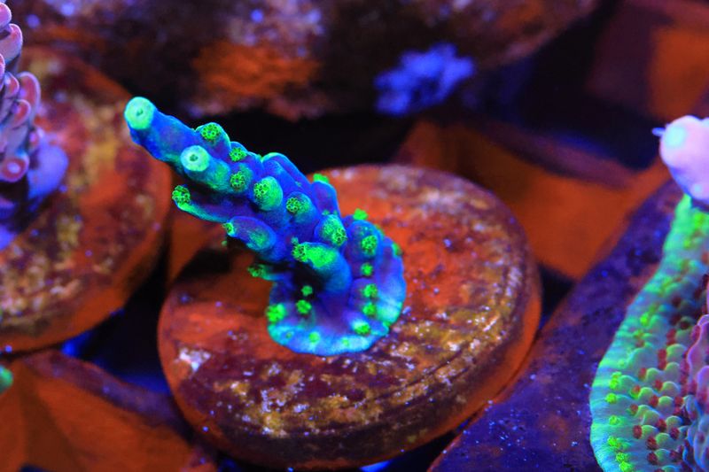 Jack Frost acropora