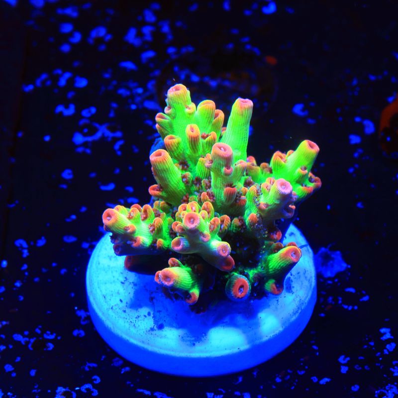 Strawberry shortcake Acropora WYSIWYG