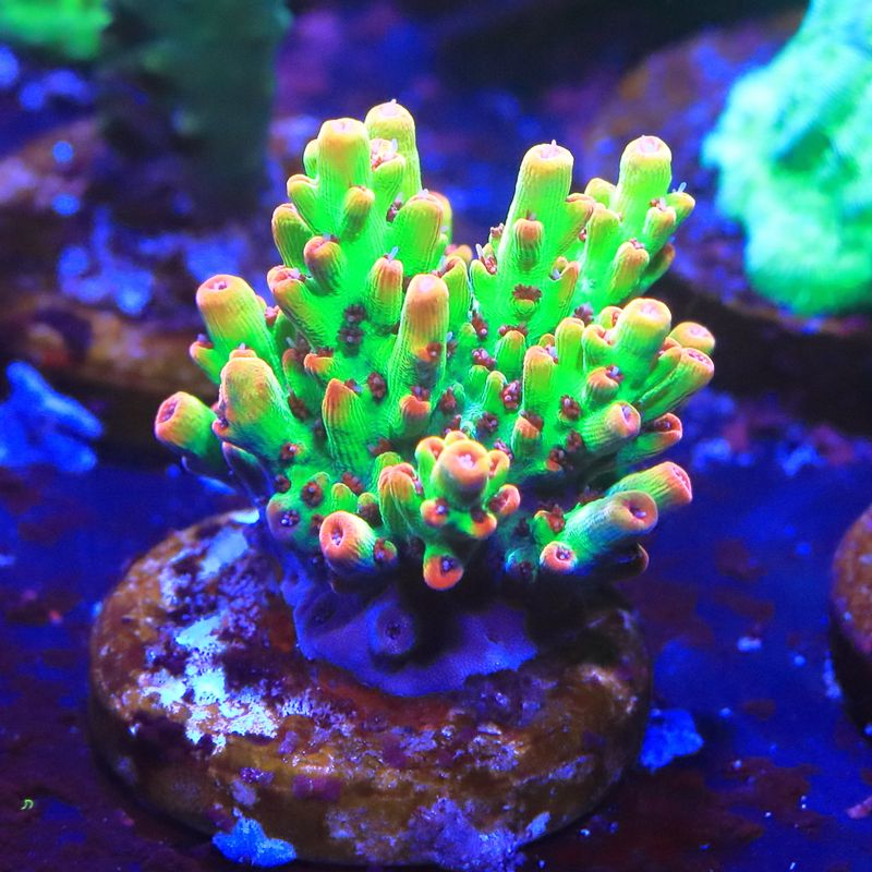 Strawberry shortcake Acropora WYSIWYG