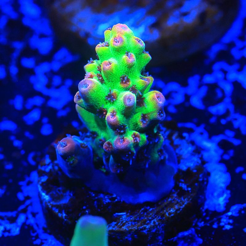 Strawberry Shortcake Acropora WYSIWYG Strawberry Shortcake Acropora WYSIWYG