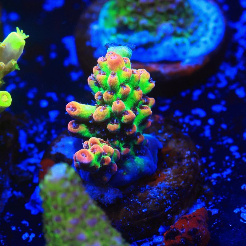 Strawberry Shortcake Acropora WYSIWYG Strawberry Shortcake Acropora WYSIWYG