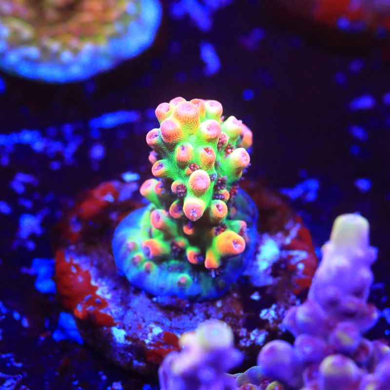 Strawberry Shortcake Acropora  WYSIWYG