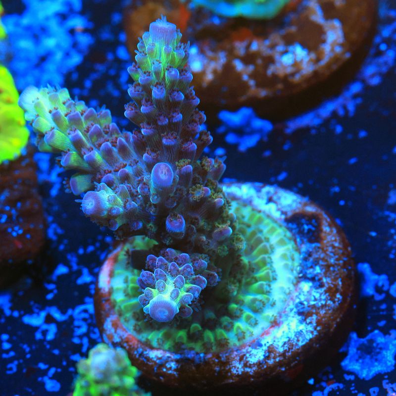 Raspberry Limeade Acropora WYSIWYG