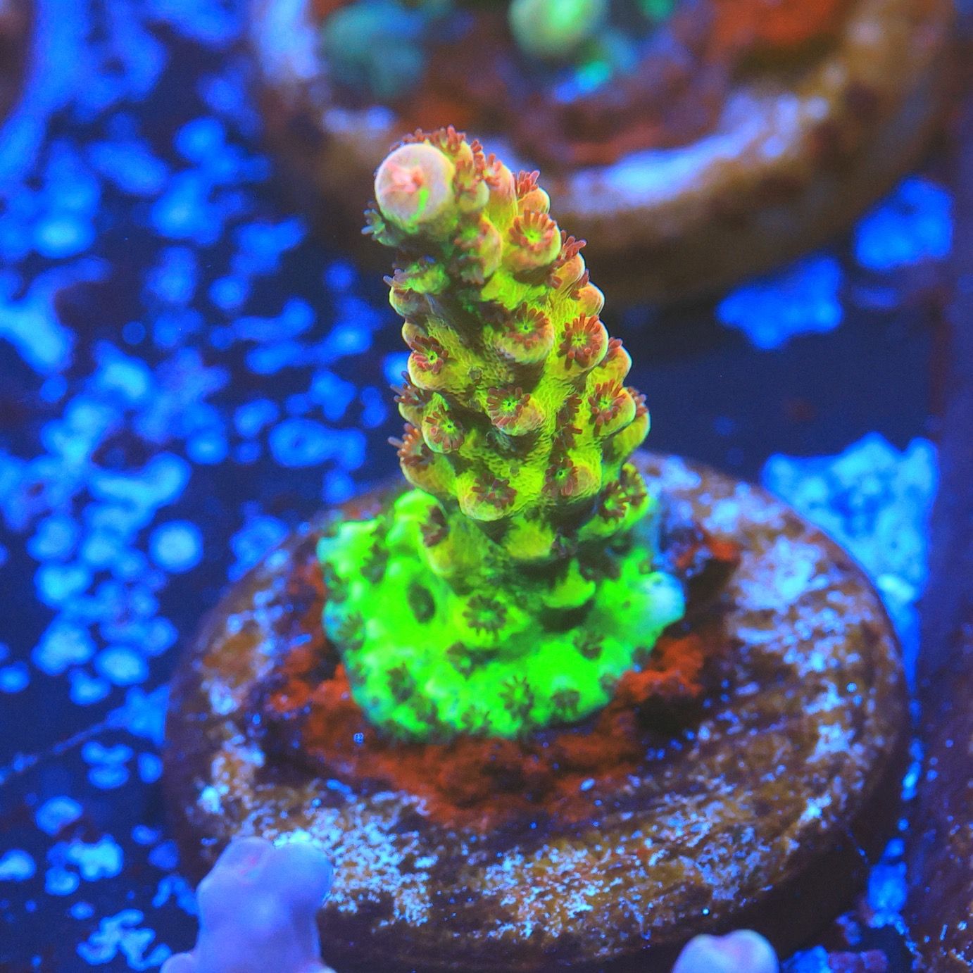 PC Rainbow Acropora WYSIWYG PC Rainbow Acropora WYSIWYG