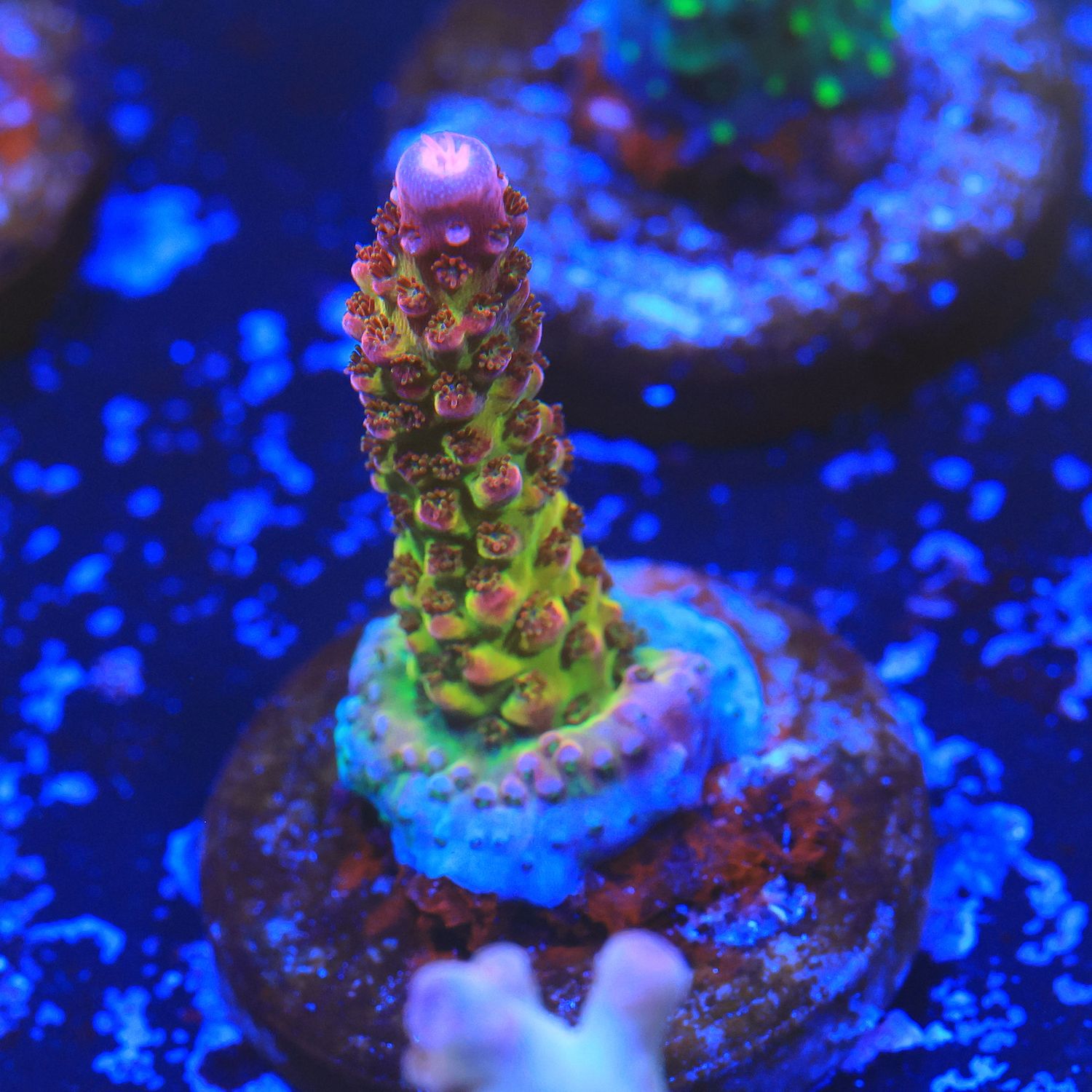 PC Rainbow Acropora WYSIWYG PC Rainbow Acropora WYSIWYG