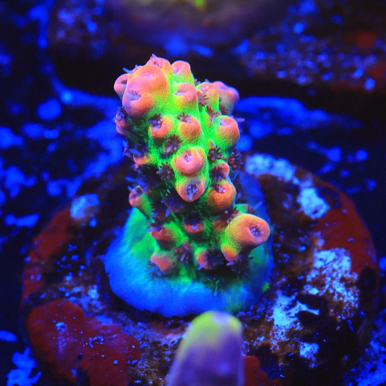 Strawberry Shortcake Acropora WYSIWYG Strawberry Shortcake Acropora WYSIWYG