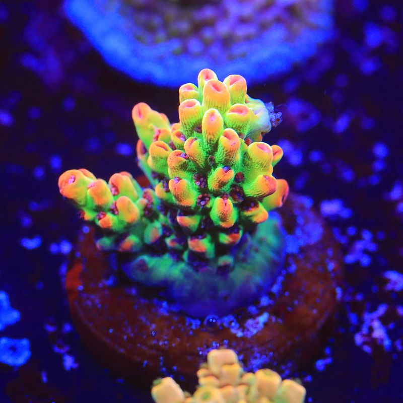 Strawberry Shortcake Acropora  WYSIWYG