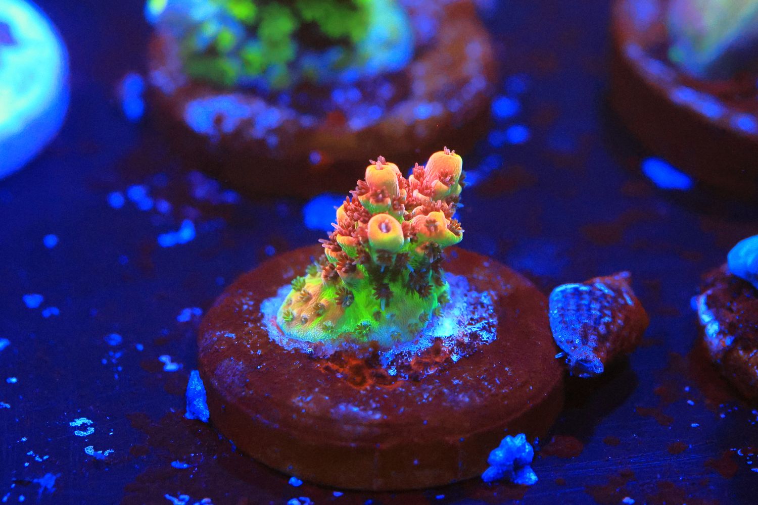 Pete's Dragon Acropora  WYSIWYG