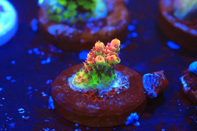 Pete's Dragon Acropora WYSIWYG Pete's Dragon Acropora WYSIWYG