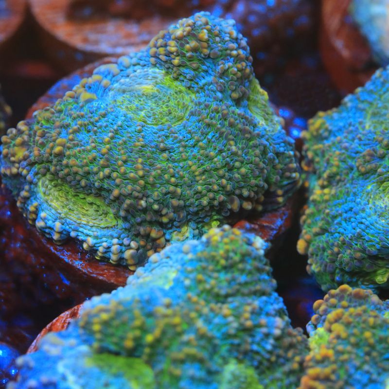 Blue acan echinata (yellow eyes, orange speckles)