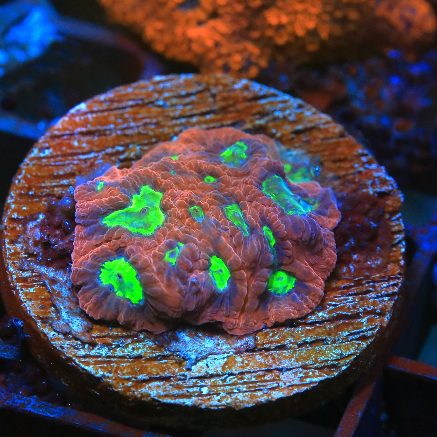 Red and Fluoro green favites Red and Fluoro green favites