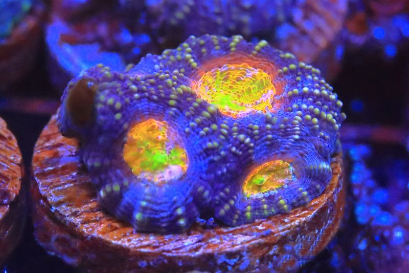Supernova Echinata (Acanthastrea)  3-4 polyps