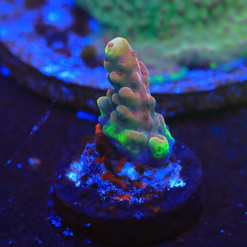 Red Rainbow acropora WYSIWYG