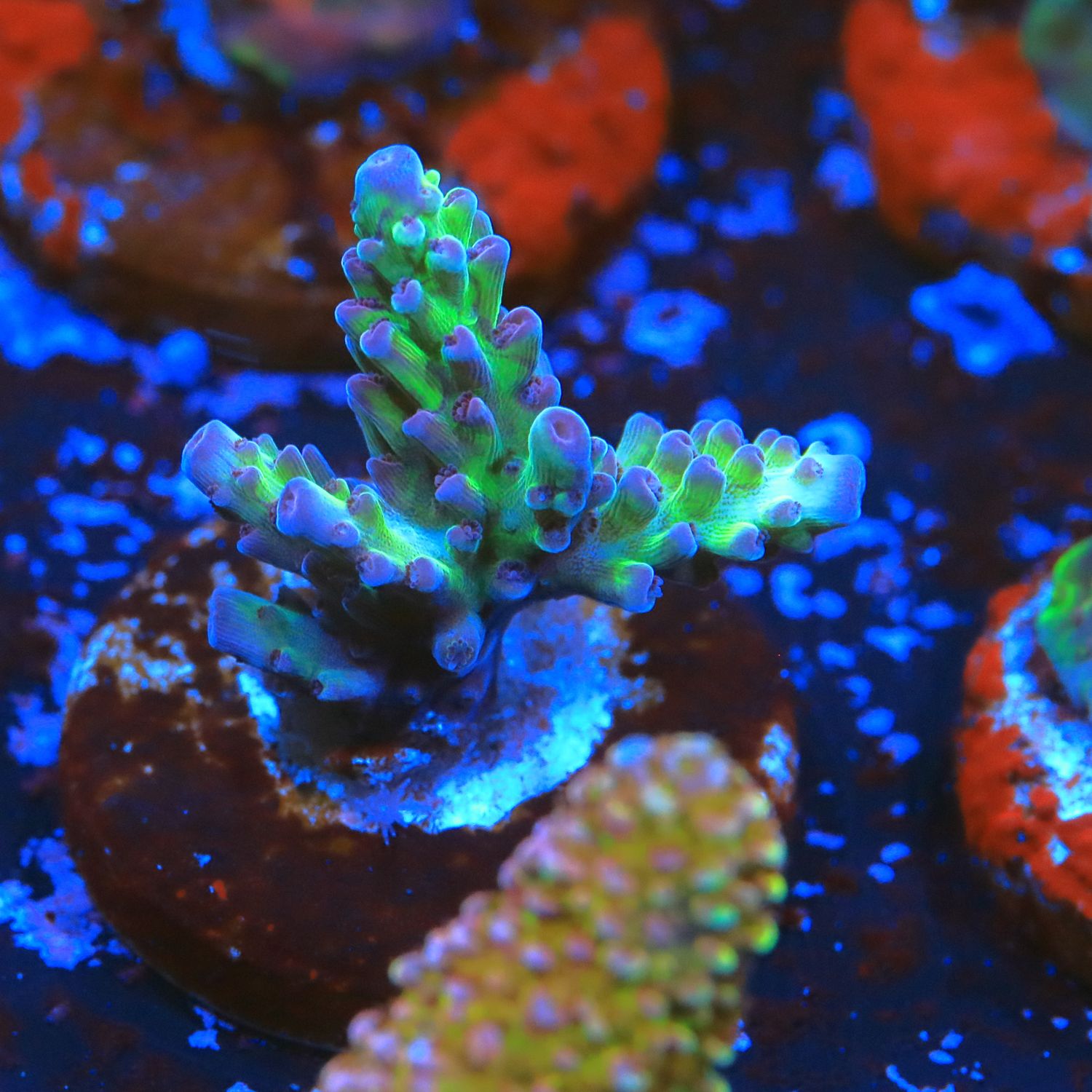 Raspberry Limeade Acropora  WYSIWYG