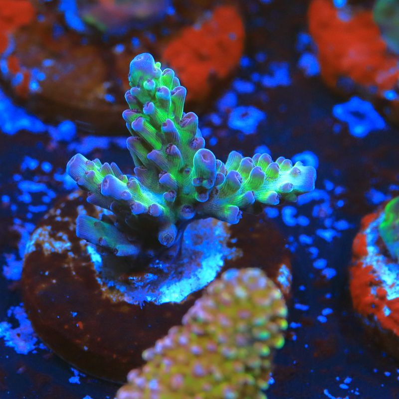 Raspberry Limeade Acropora  WYSIWYG