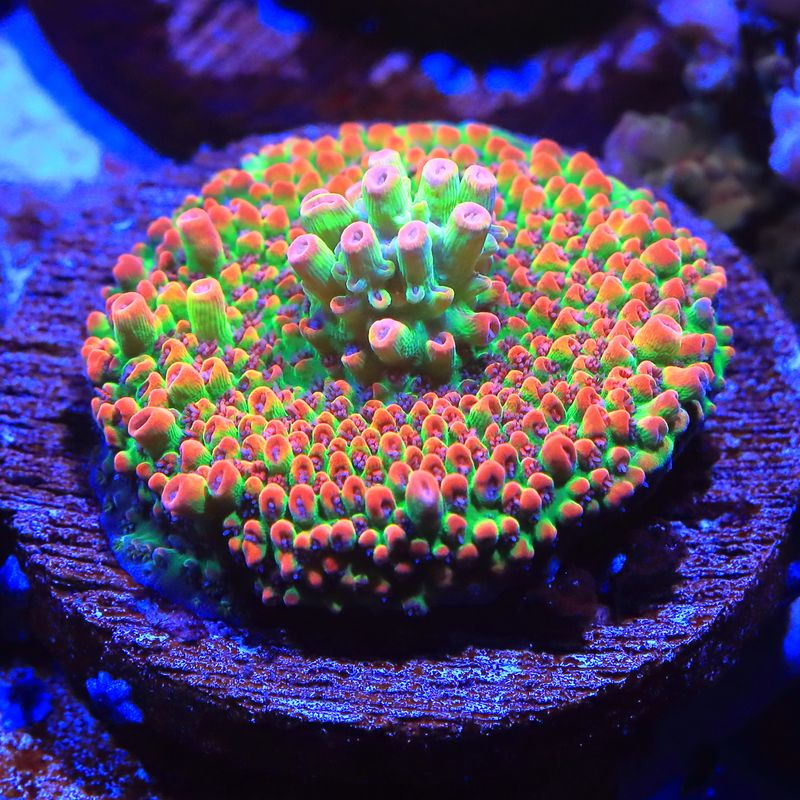 Strawberry Shortcake Acropora  WYSIWYG on disc