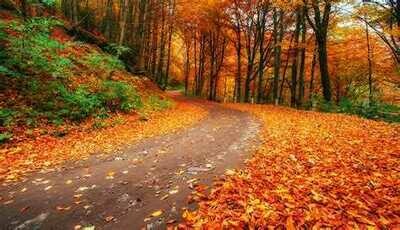 Autumn Collection
