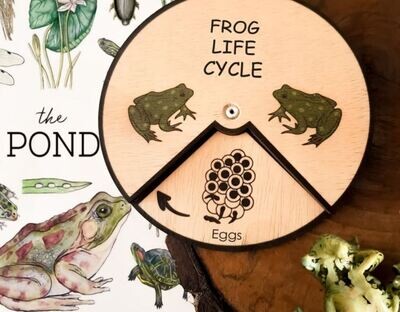 Wooden Education Montessori Cycle - Frog